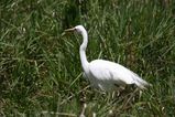 Intermediate Egret