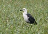 Pacific Heron