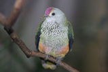 Rose-crowned Pigeon