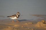 Ruddy Turnstone