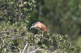Nankeen Night-heron