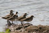 Sharp-tailed Sandpiper