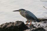 Striated Heron