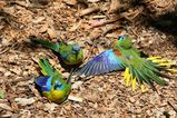 Turquoise Parrot