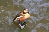 Wandering Whistling-Duck