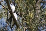 White-breasted Woodswallow