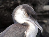 Black-faced Cormorant