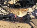 Bar-shouldered Dove