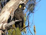 Yellow-tailed Black Cockatoo