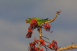Varied Lorikeet