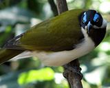 Blue-faced Honeyeater
