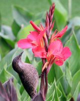 Little Wattlebird