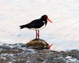 Pied Oystercatcher
