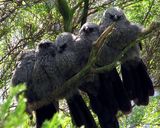 Apostlebird