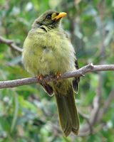 Bell Miner