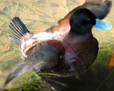 Blue-billed Duck