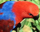 Eclectus Parrot