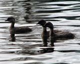 Hoary-headed Grebe