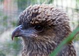 Whistling Kite