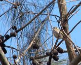 Yellow-faced Honeyeater