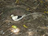 White-tailed Tropicbird