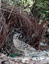 Great Bowerbird