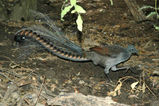 Superb Lyrebird