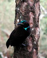 Paradise Riflebird