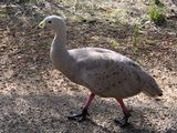 Cape Barren Goose