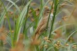 Australian Reed-Warbler