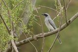Black-faced Cuckoo-shrike