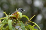 Black-faced Monarch