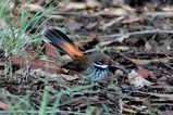 Rufous Fantail