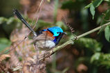 Variegated Fairy-wren