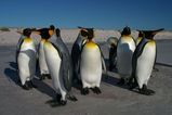 King Penguin