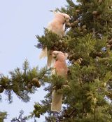 Major Mitchell's Cockatoo