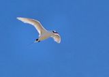 Red-tailed Tropicbird