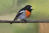 Scarlet Robin