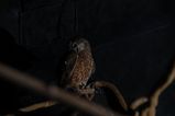 Boobook Owl