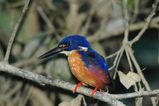 Azure Kingfisher