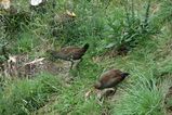 Tasmanian Native Hen