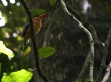 White-tailed Kingfisher