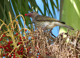 Olive-backed Oriole
