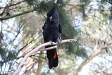 Red-tailed Black Cockatoo