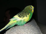 Budgerigar