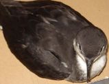Baraus Petrel