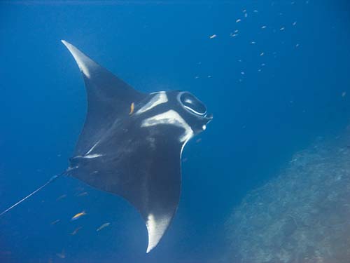 Manta Ray Manta birostris photo Manta Ray