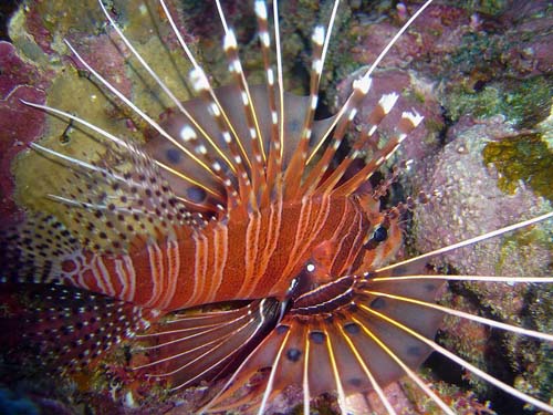 pterois antennata