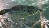 Scribbled Leatherjacket