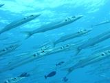 Bigeye Barracuda